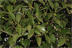 Ficus microcarpa